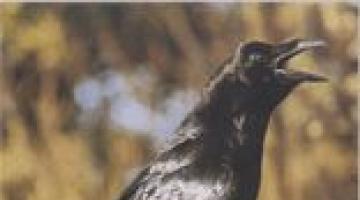 Ворон чёрный обыкновенный (птица)